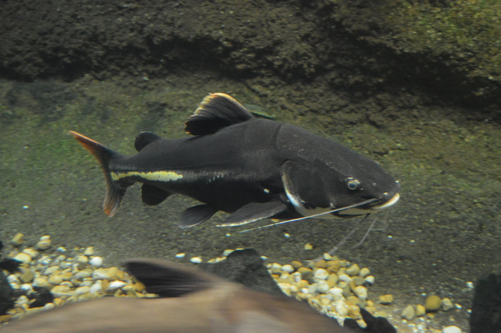 Amazonia - Redtail Catfish (Phractocephalus hemioliopterus)