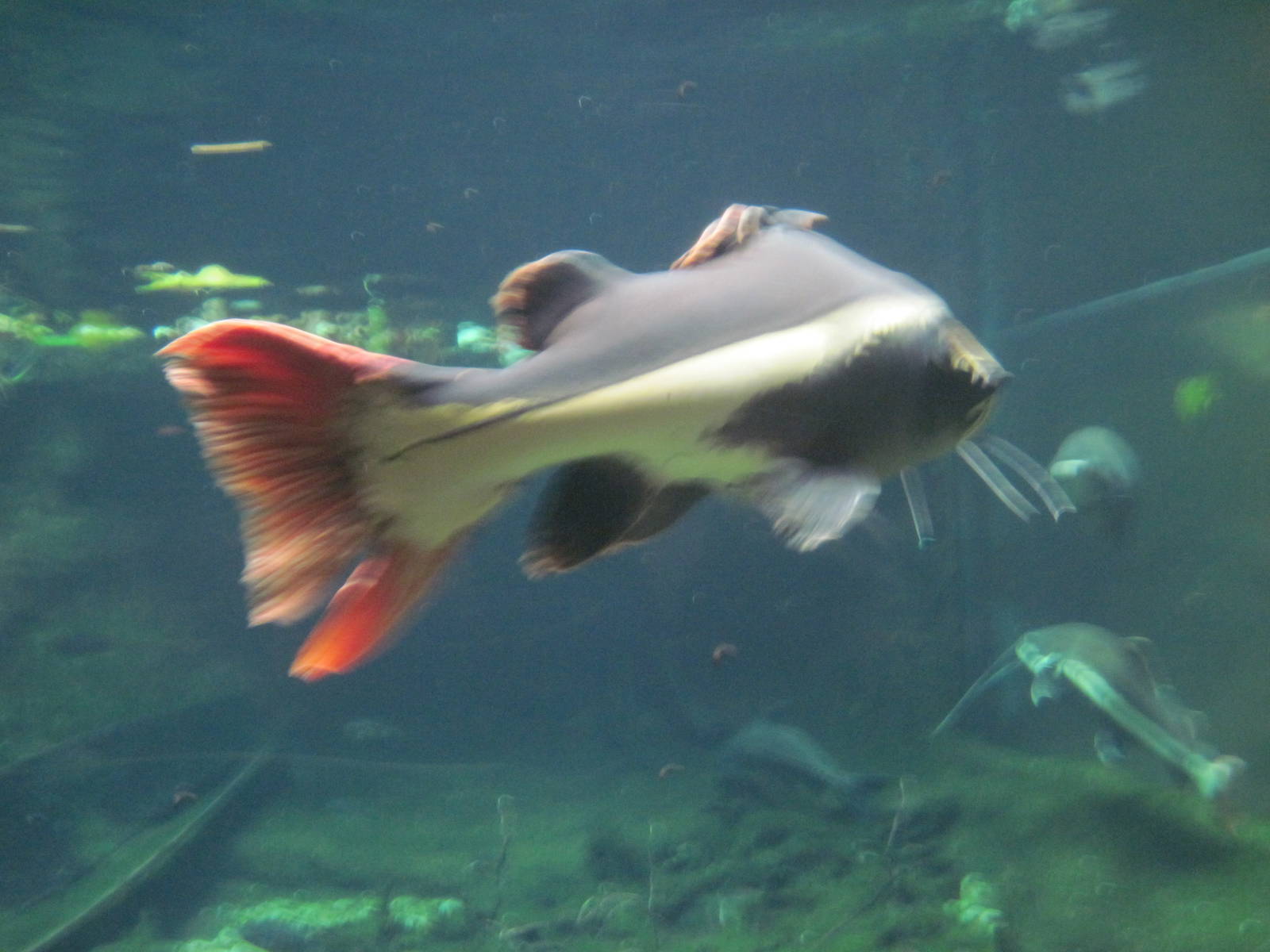Amazonia-Redtail Catfish