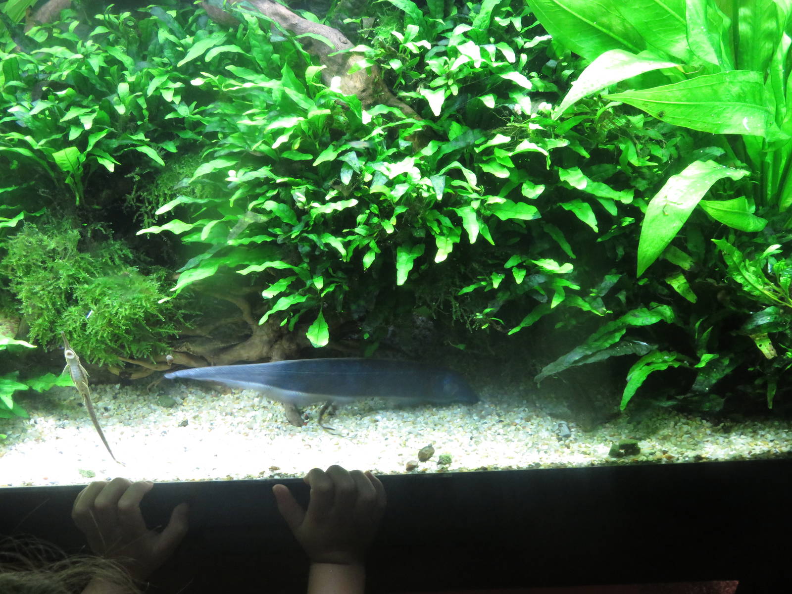 Amazonia - Retzer's Elephant-nose Knifefish