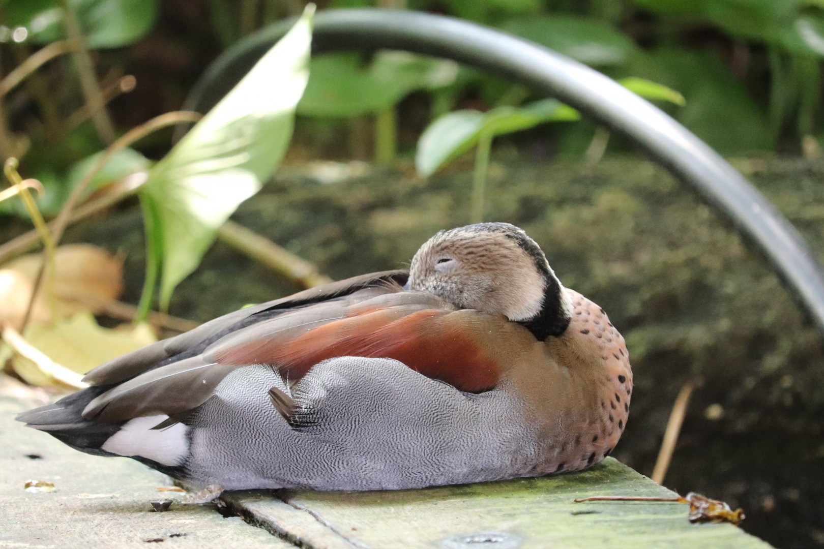 Amazonia - Ringed Teal