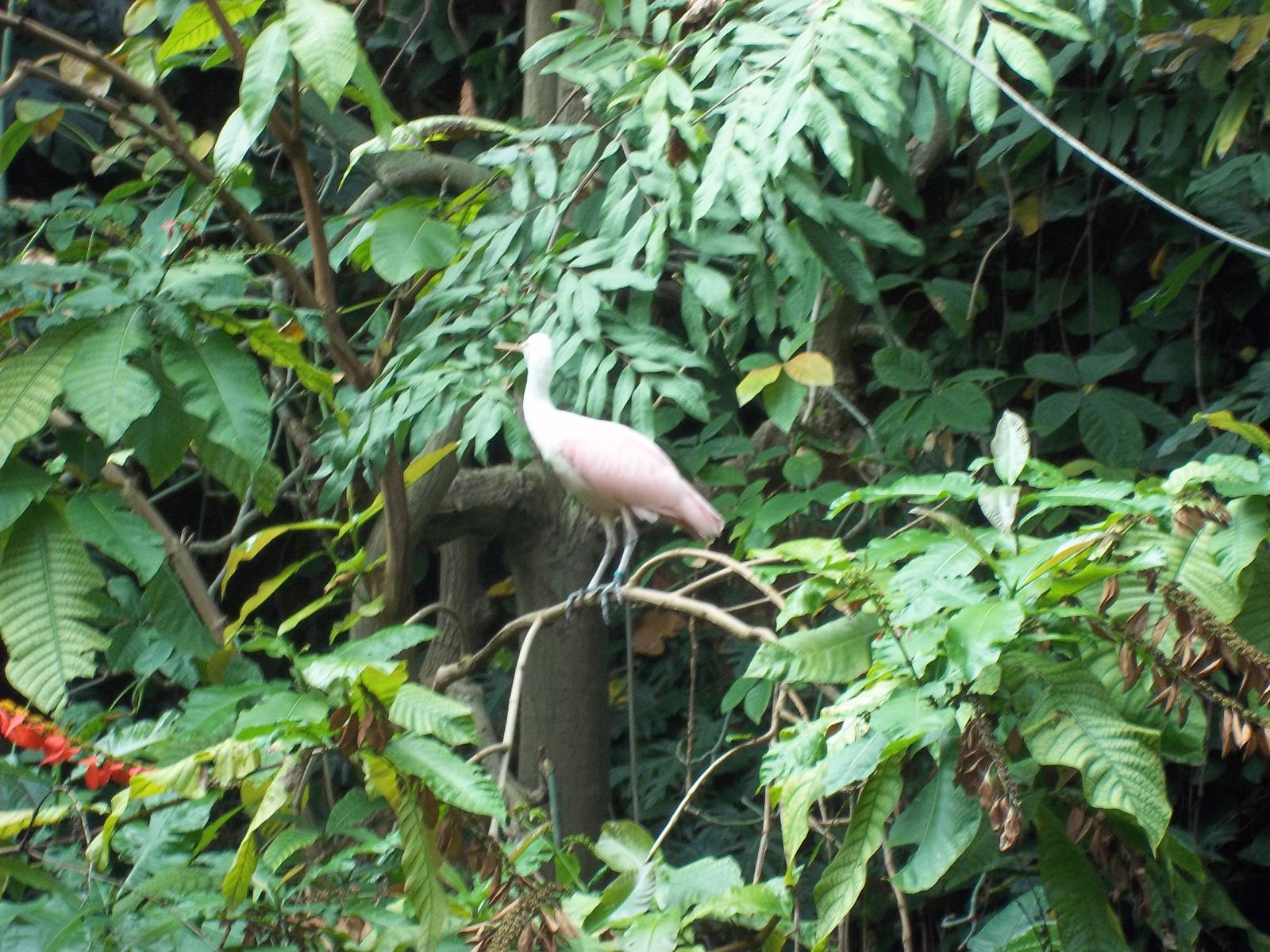 Amazonia Roseate Spoonbill