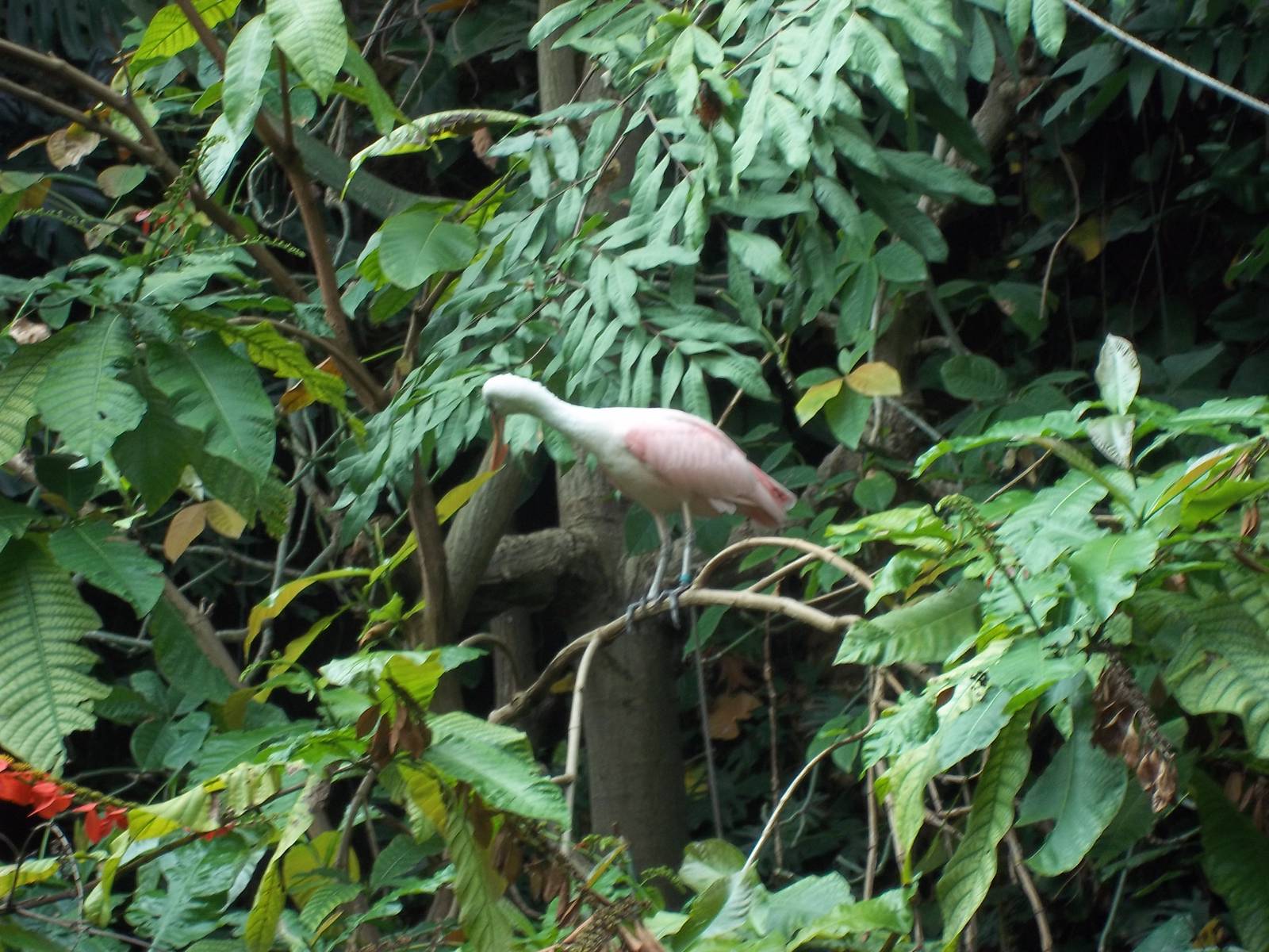 Amazonia Roseate Spoonbill
