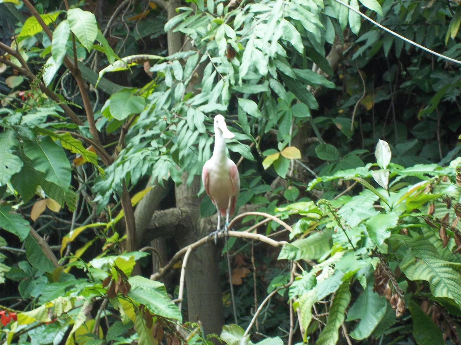 Amazonia Roseate Spoonbill