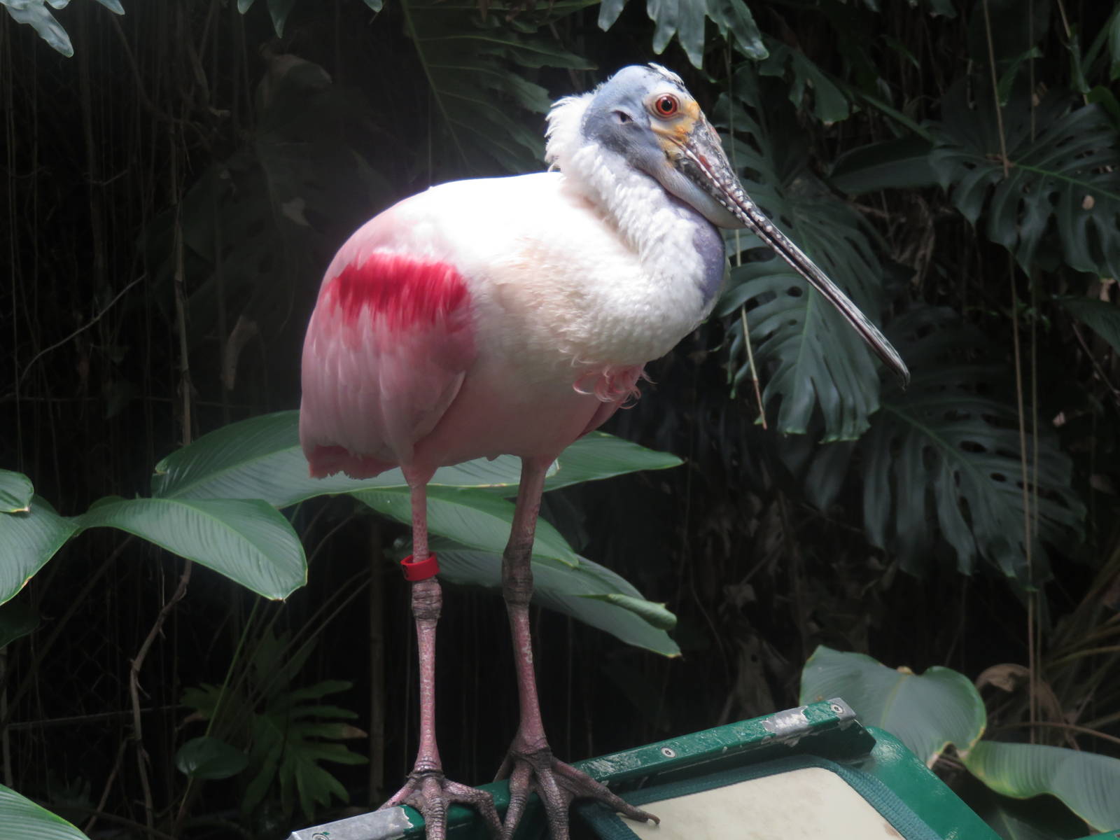 Amazonia - Roseate Spoonbill