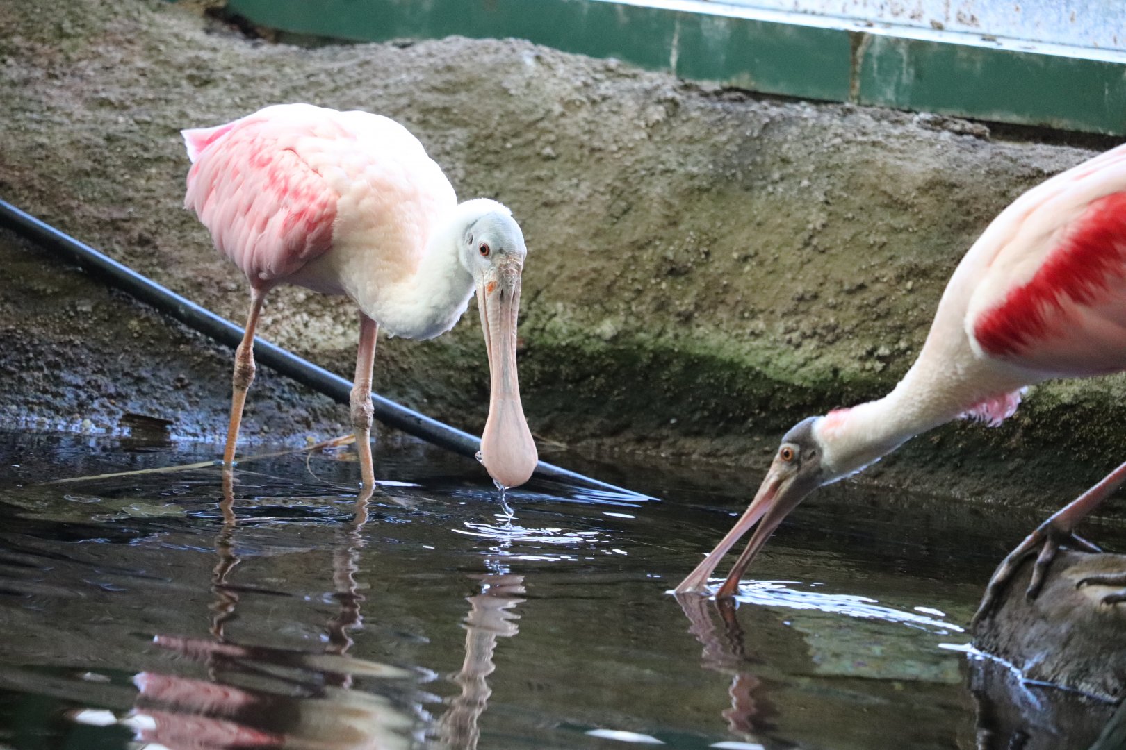 Amazonia - Roseate Spoonbill