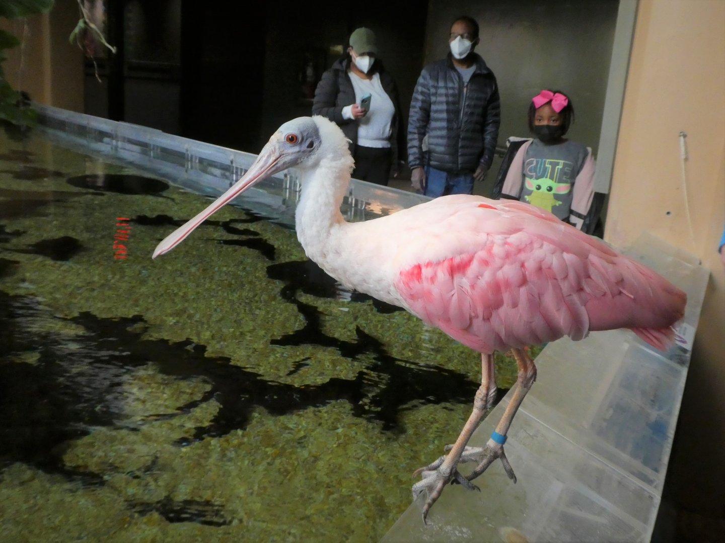 Amazonia - Roseate Spoonbill