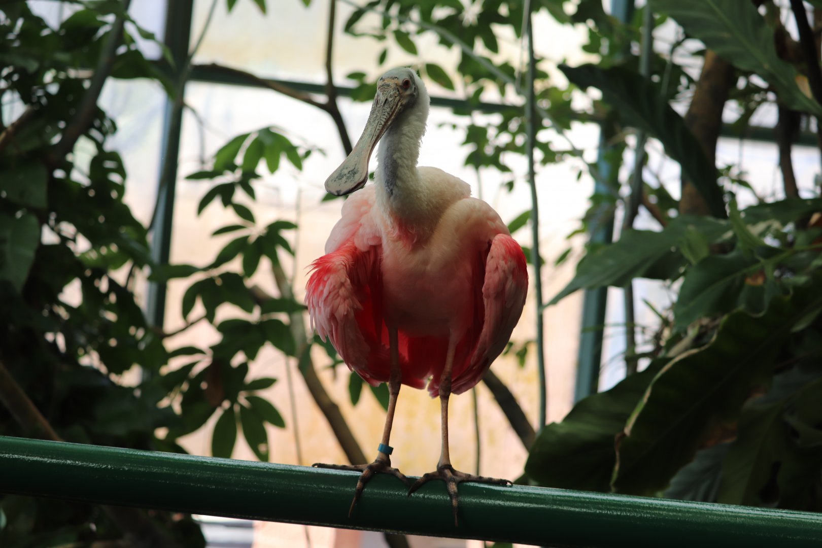 Amazonia - Roseate Spoonbill