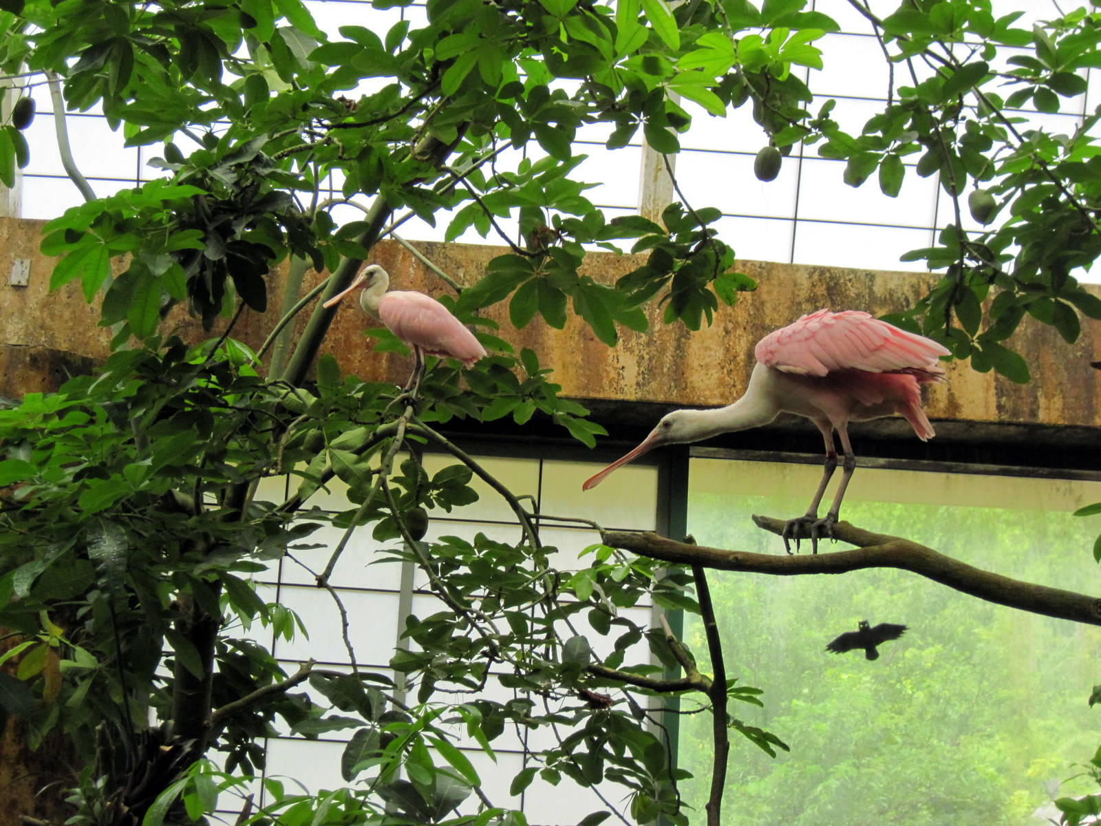 Amazonia-Roseatte Spoonbills