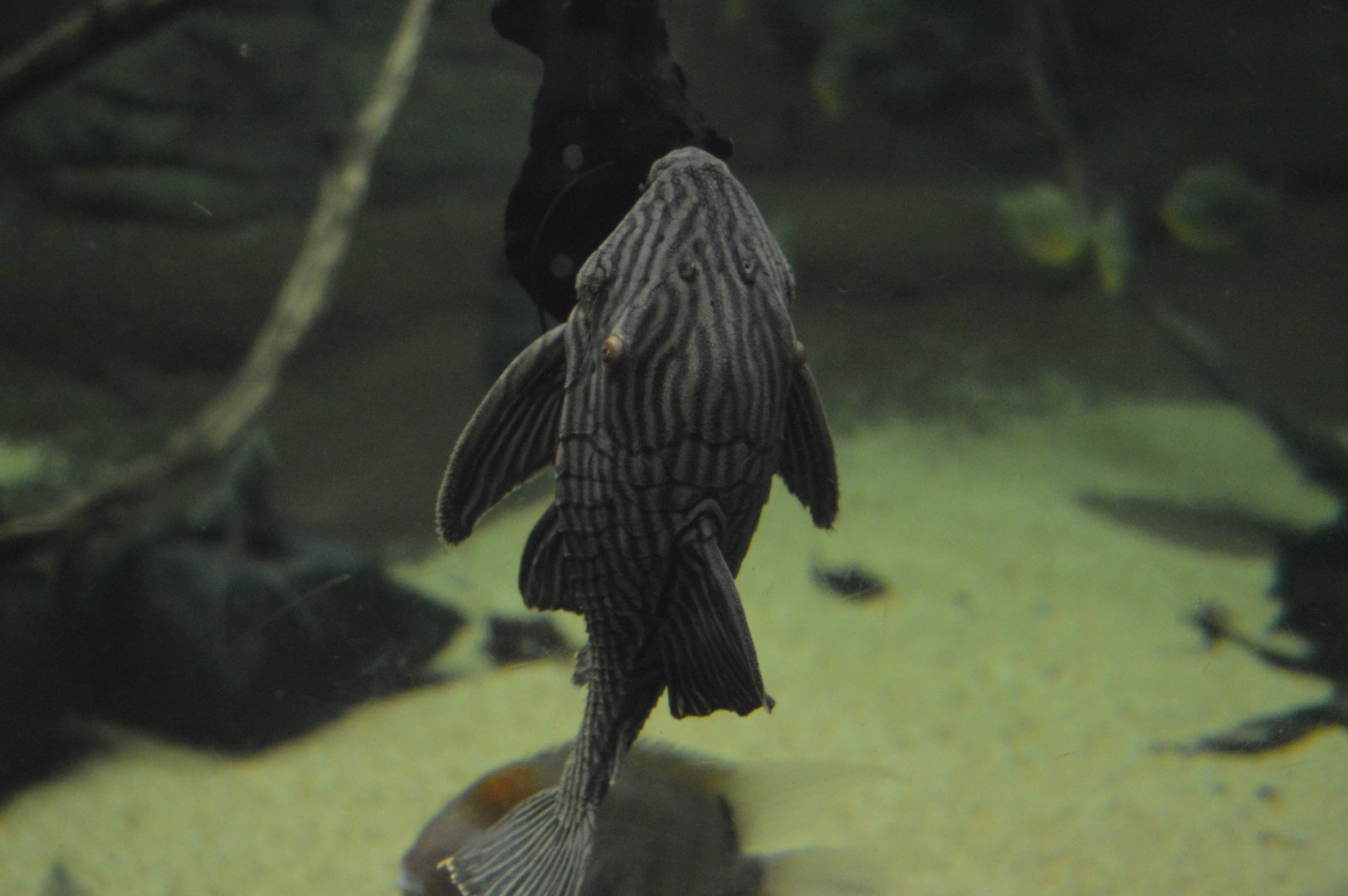 Amazonia - Royal Panaque (Panaque nigrolineatus)