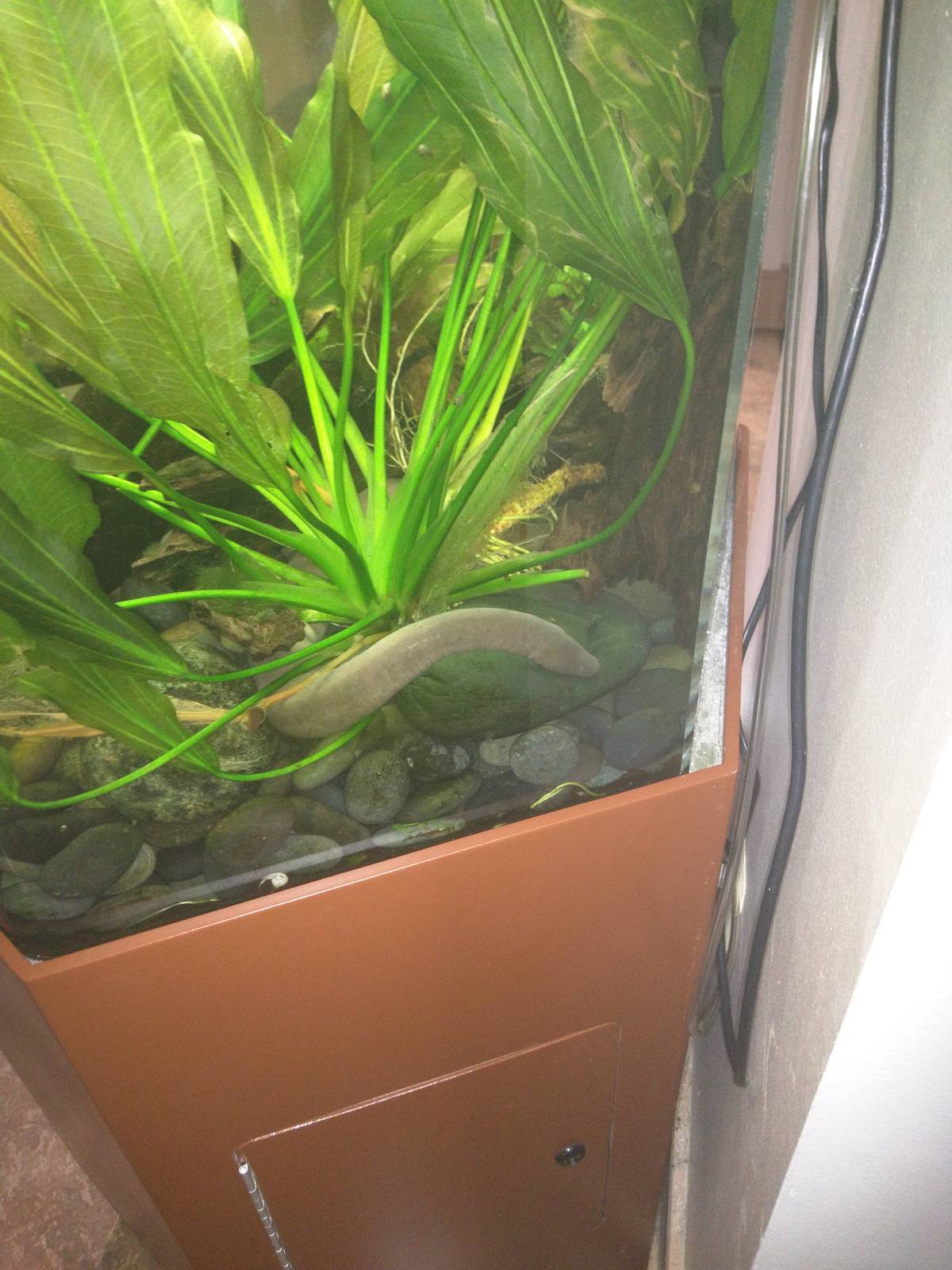 Amazonia - Rubber Eel (Typhlonectes Natans)