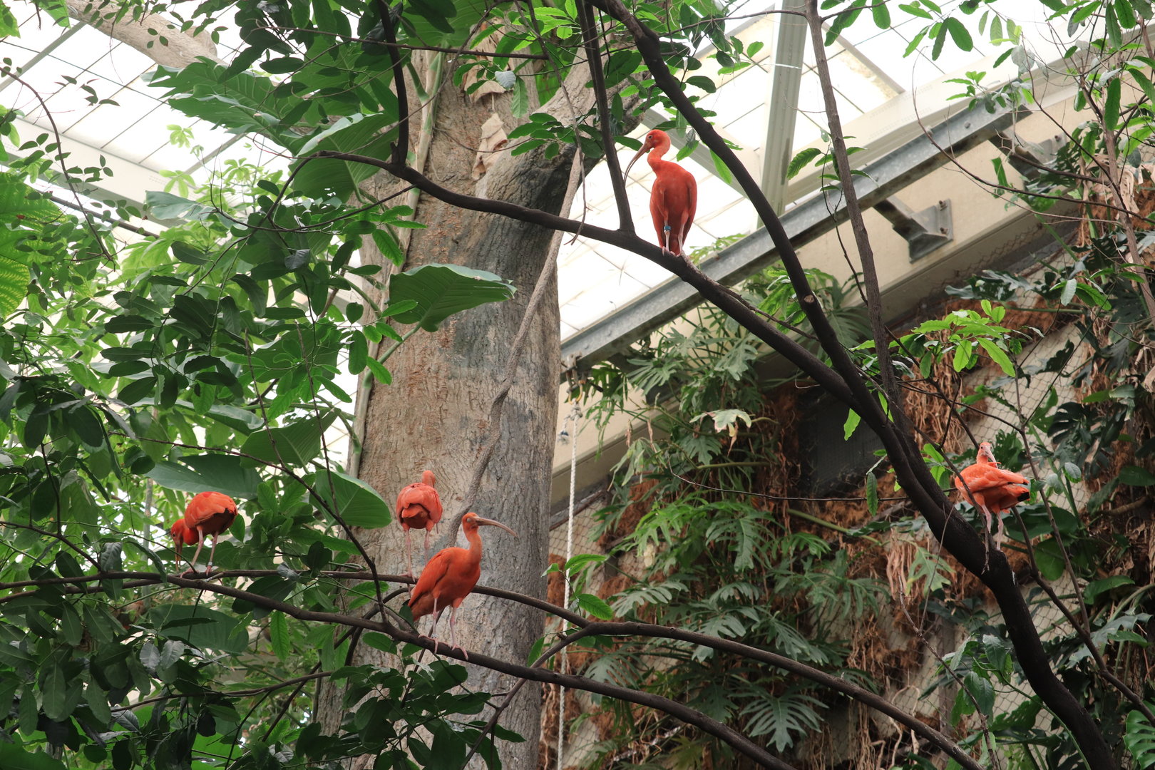 Amazonia - Scarlet Ibis