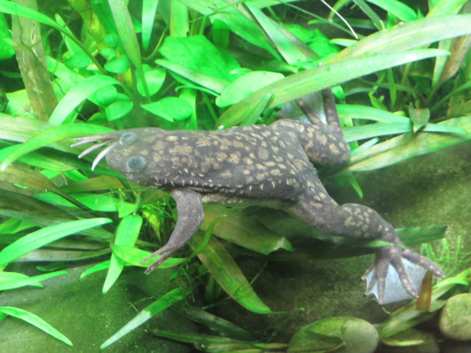 Amazonia science gallery - African clawed frog