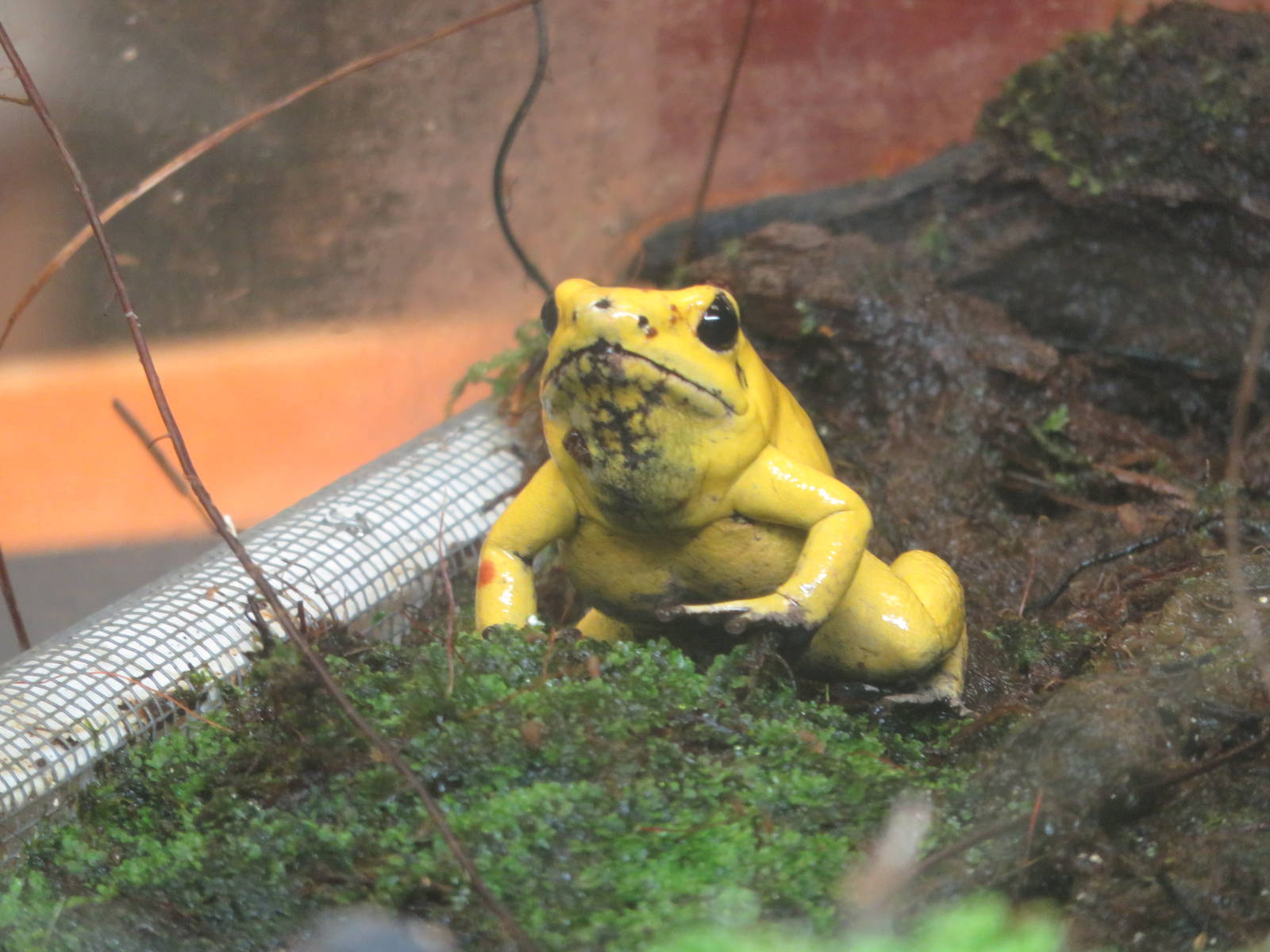 Amazonia science gallery - Golden poison frog