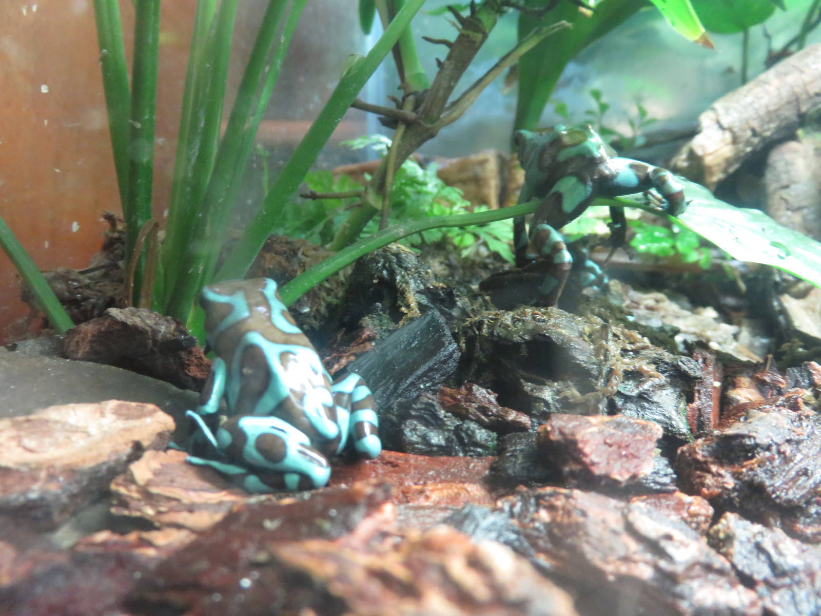 Amazonia science gallery - Green and Black poison dart frog.