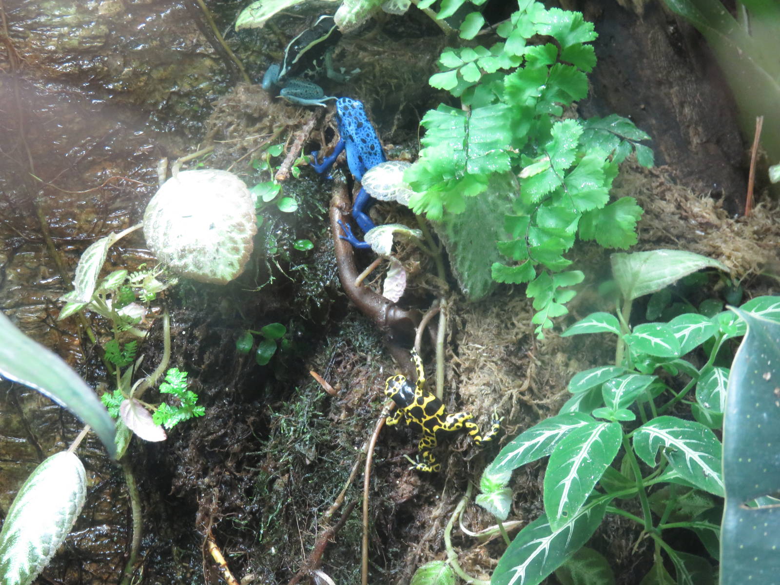 Amazonia science gallery - Poison frogs