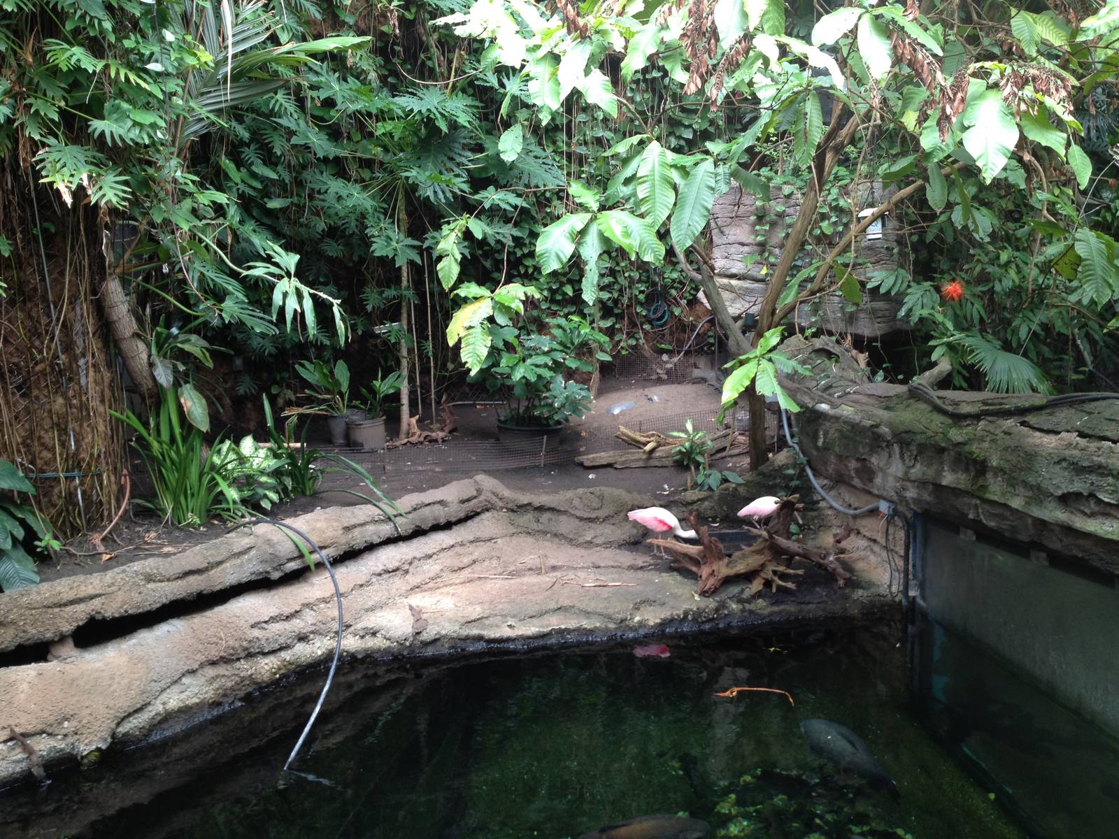 Amazonia - Second Floor