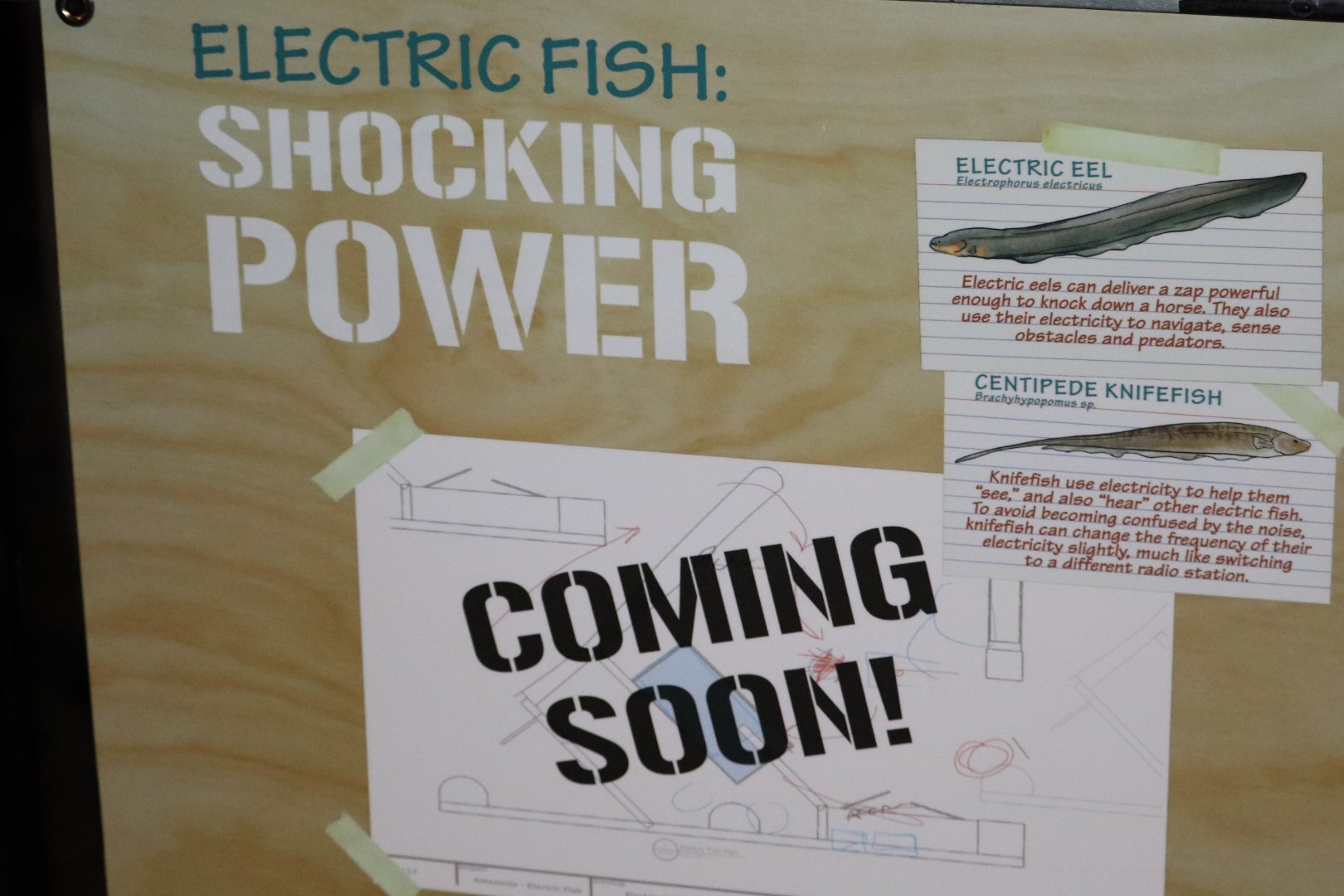 Amazonia - Sign Regarding The Future Electric Eel Exhibit