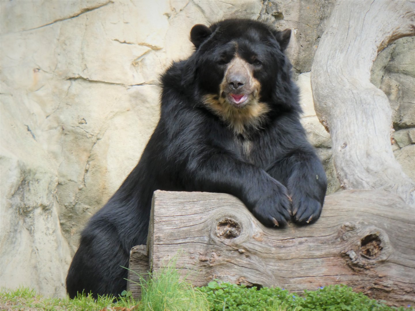 Amazonia - Spectacled Bear
