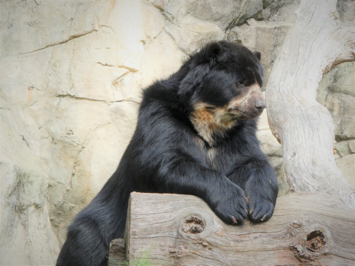 Amazonia - Spectacled Bear