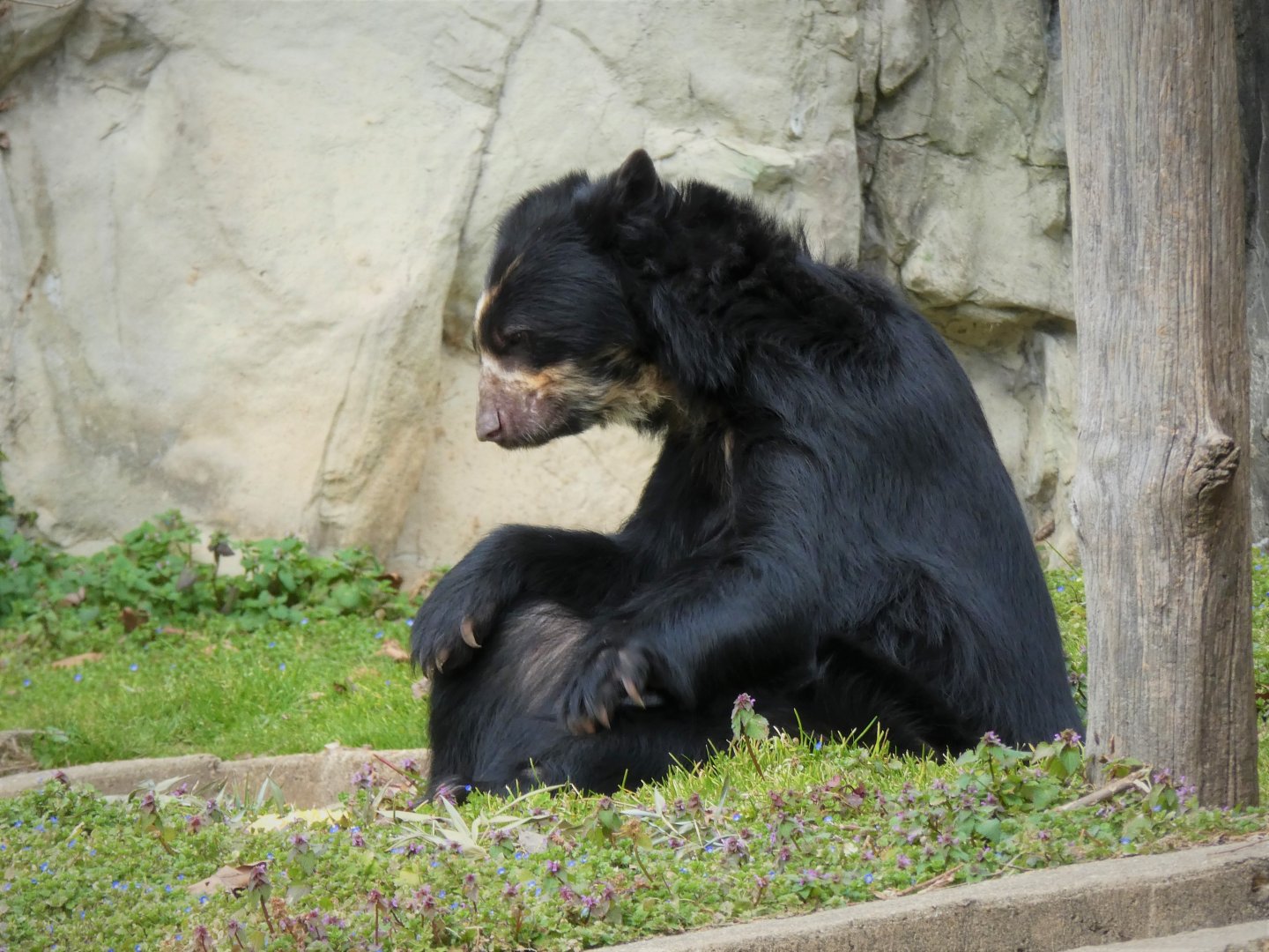 Amazonia - Spectacled Bear