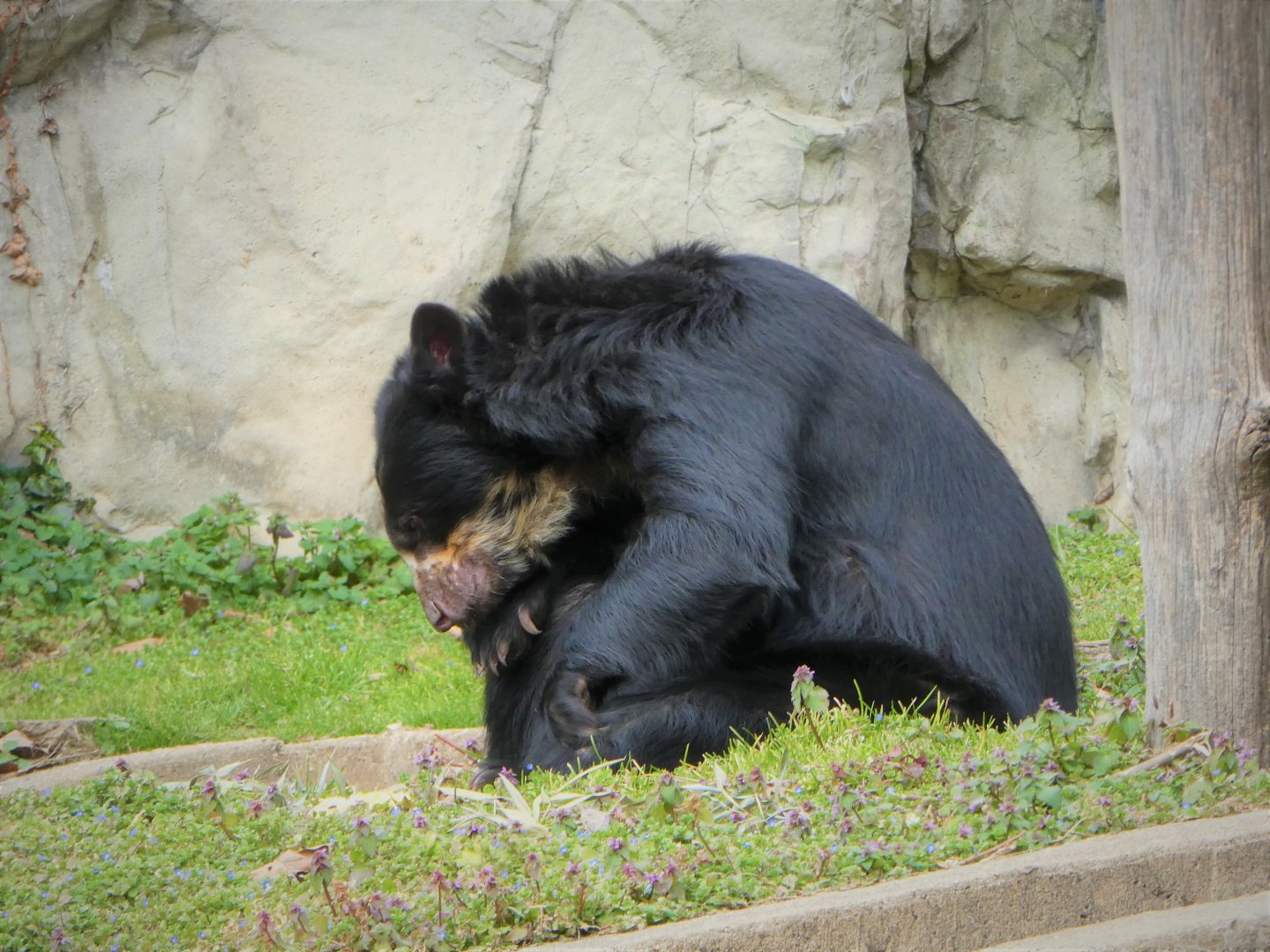 Amazonia - Spectacled Bear