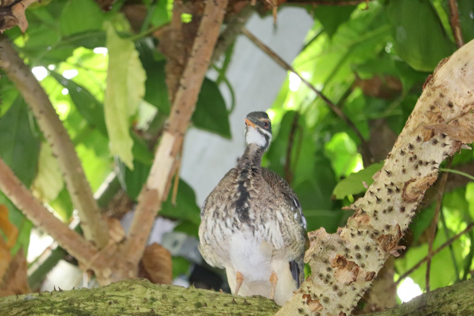 Amazonia - Sunbittern