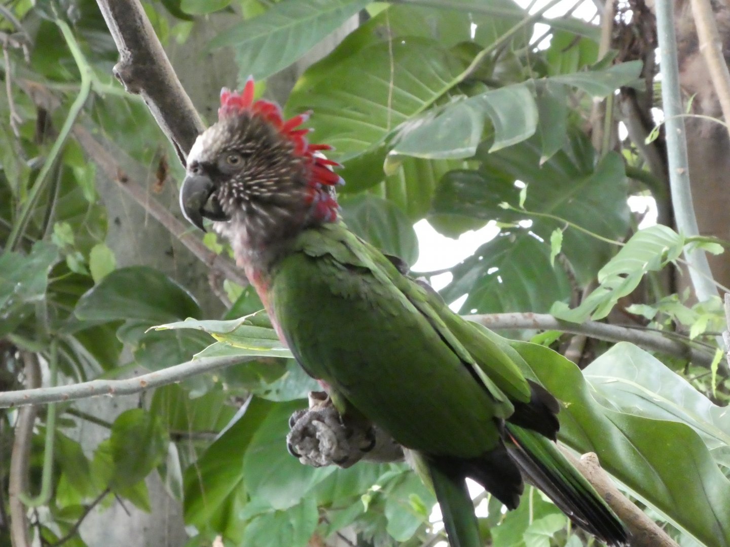 Amazonia - The Rainforest - Red-fan Parrot