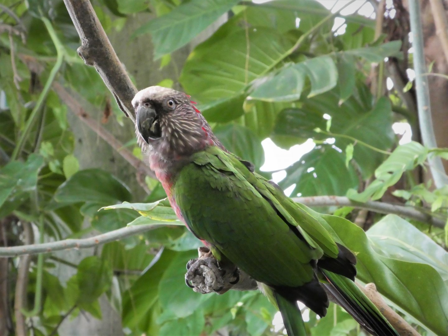 Amazonia - The Rainforest - Red-fan Parrot