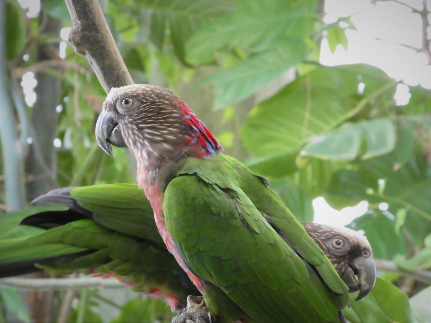 Amazonia - The Rainforest - Red-fan Parrot