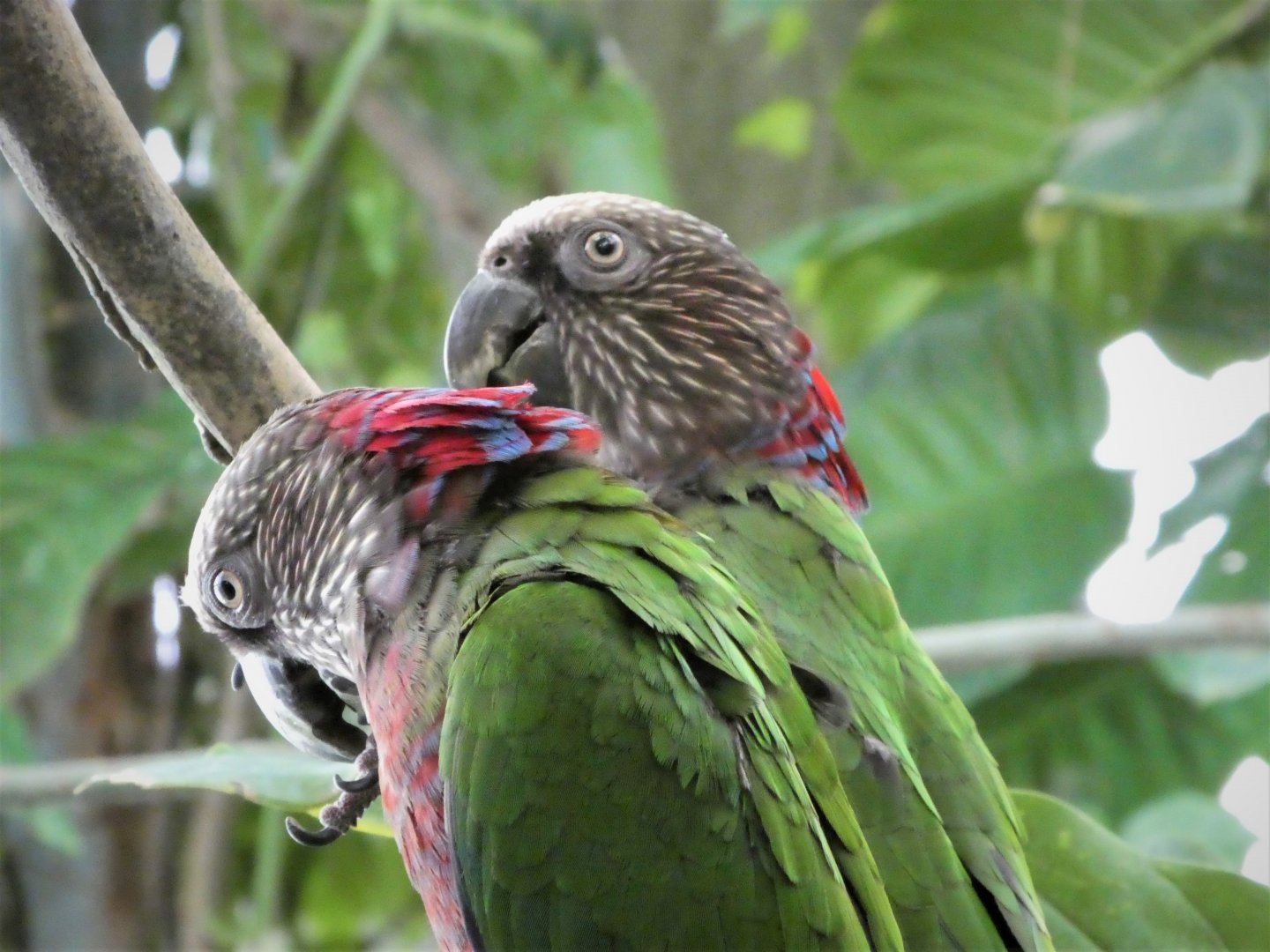 Amazonia - The Rainforest - Red-fan Parrot