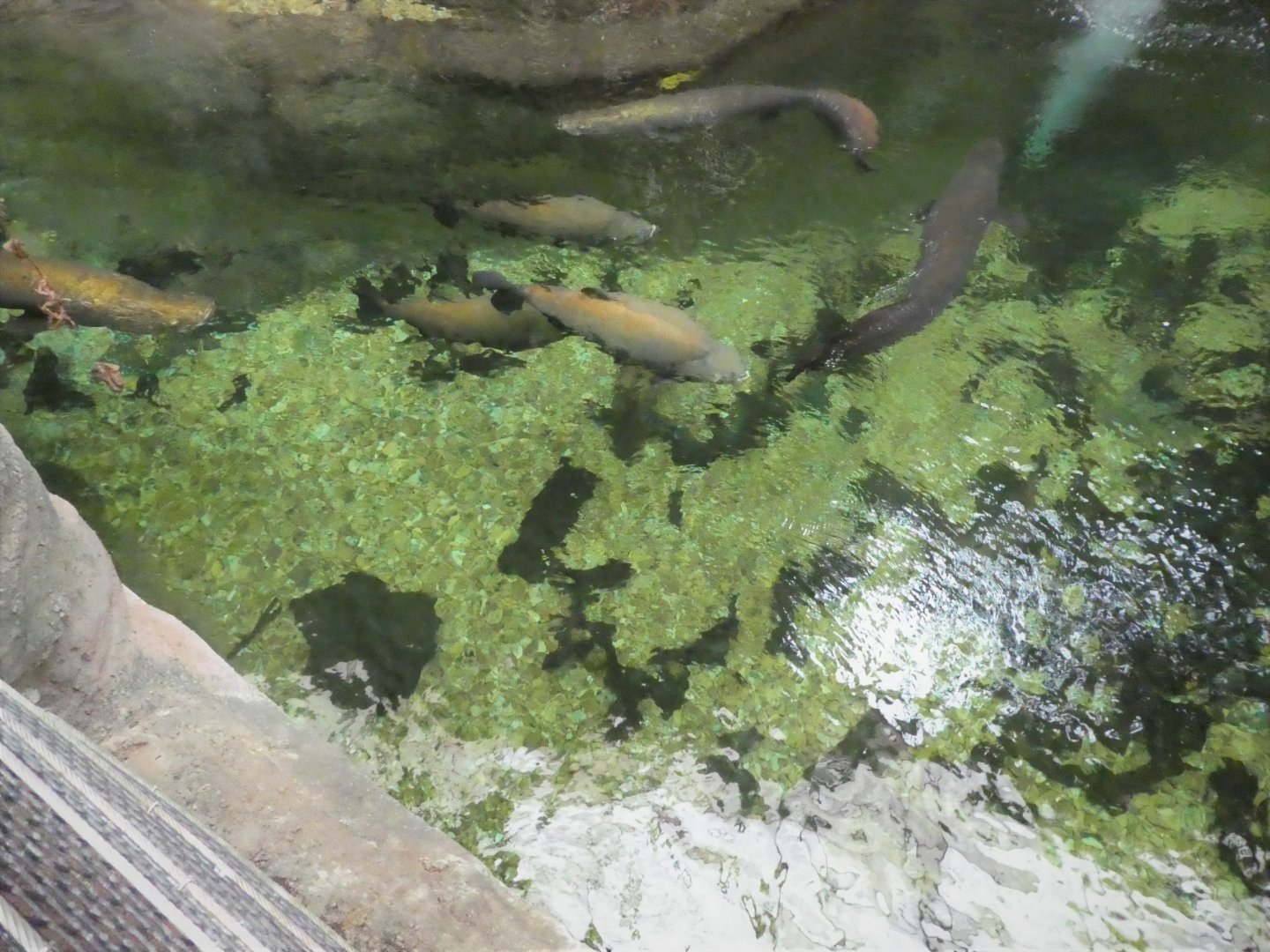 Amazonia - The Rainforest - View of Second Tank from Above
