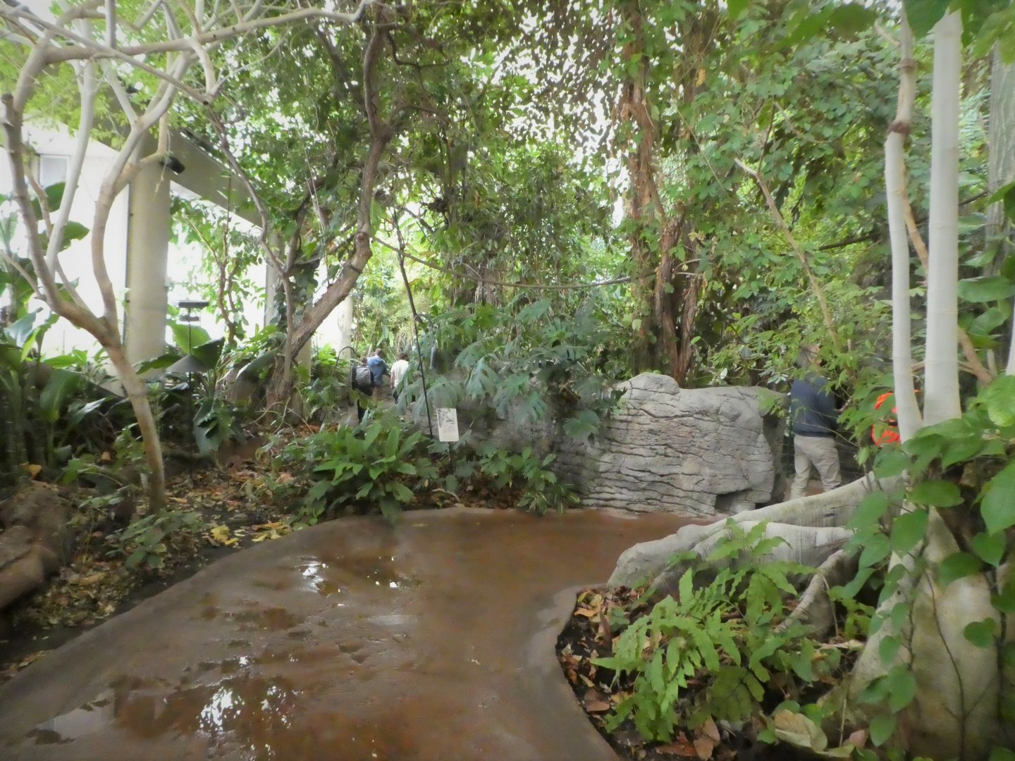 Amazonia - The Rainforest