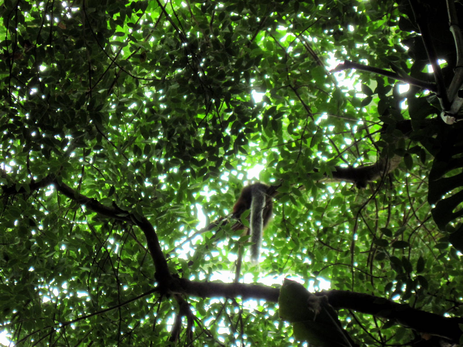 Amazonia-Titi Monkey