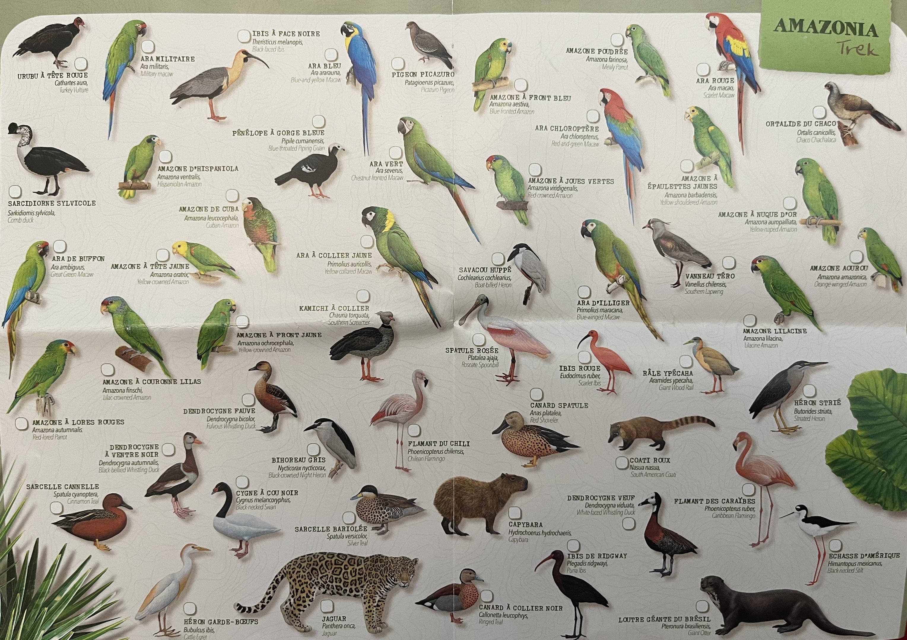 Amazonia Trek Species List - 2021