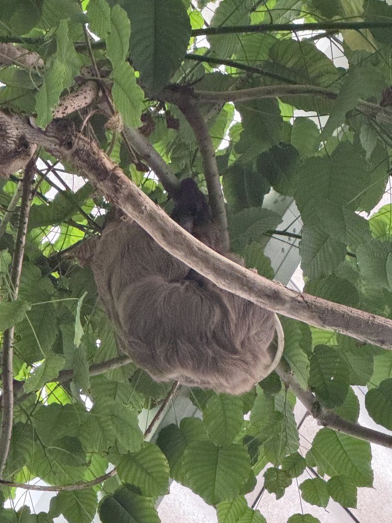 Amazonia- two-toed sloth- Howie(actually out for once!)