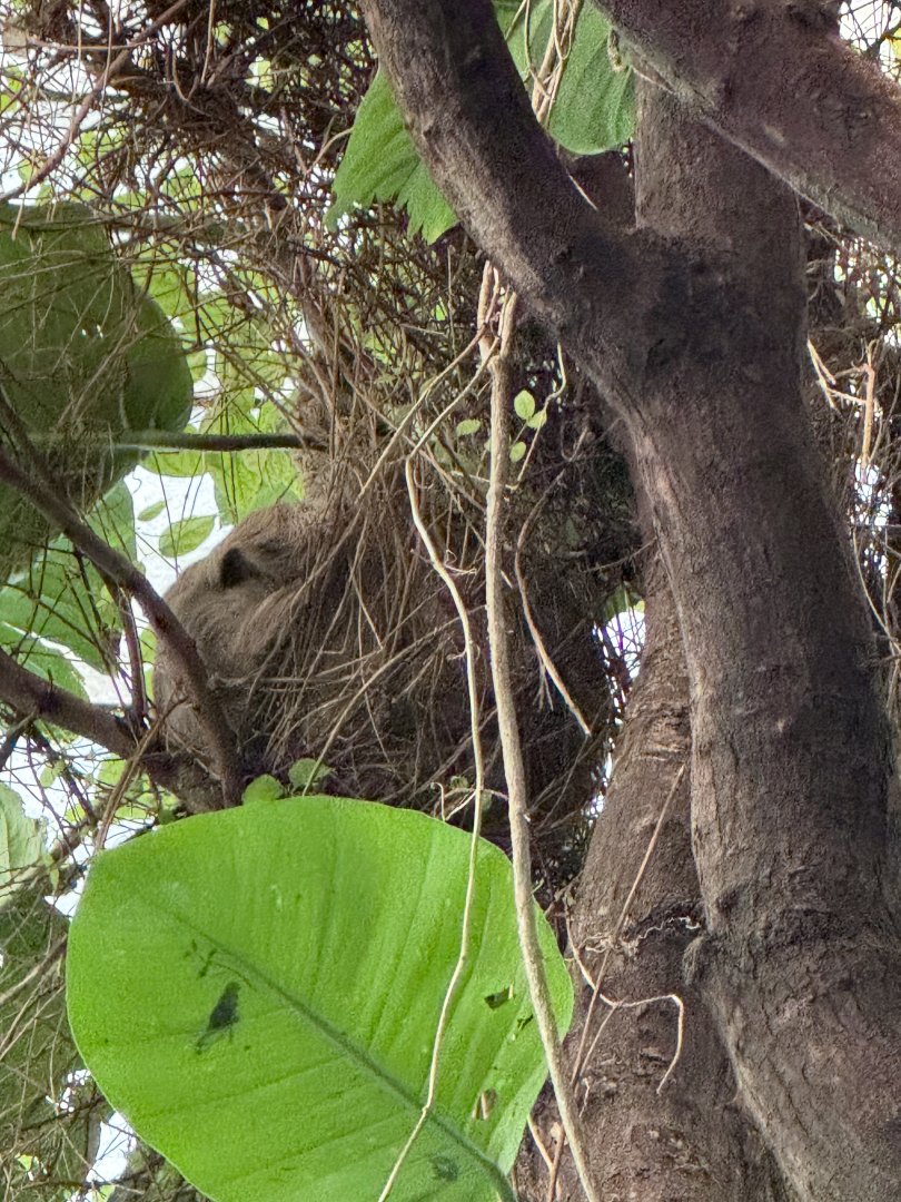 Amazonia- two-toed sloth- Howie