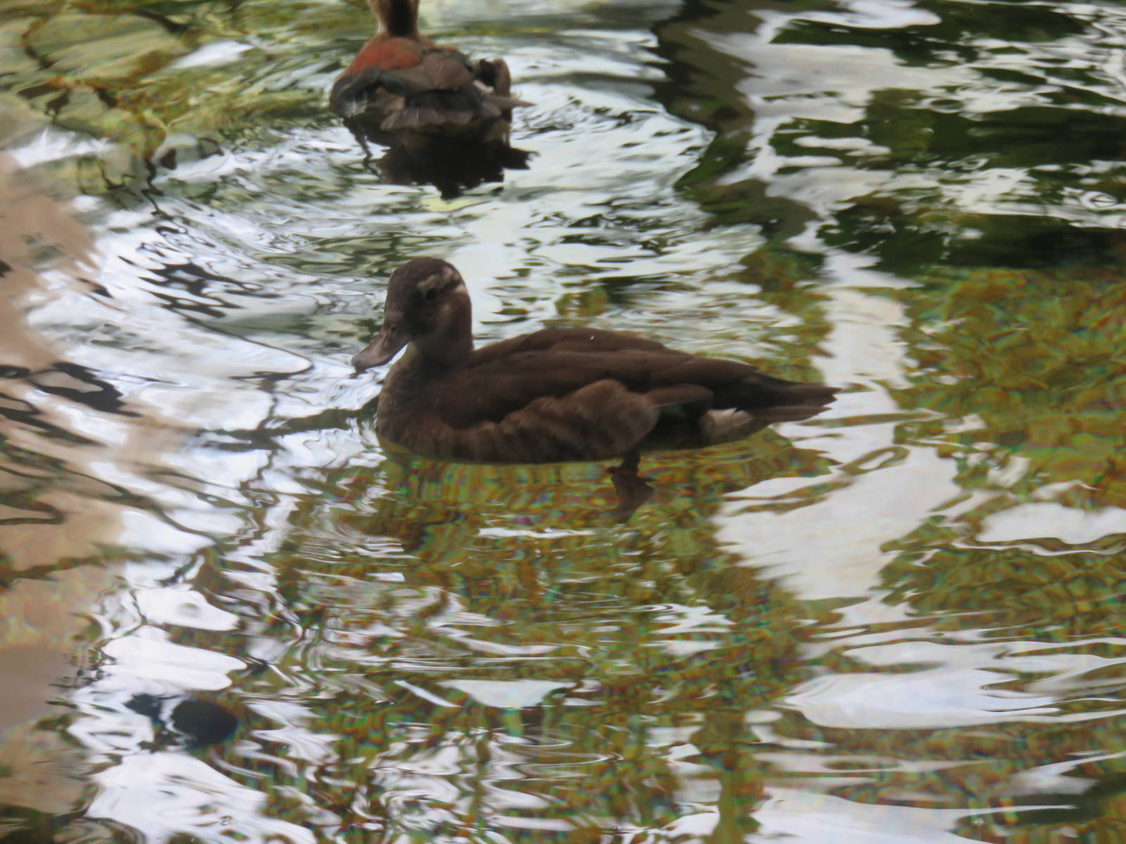 Amazonia - Unknown species