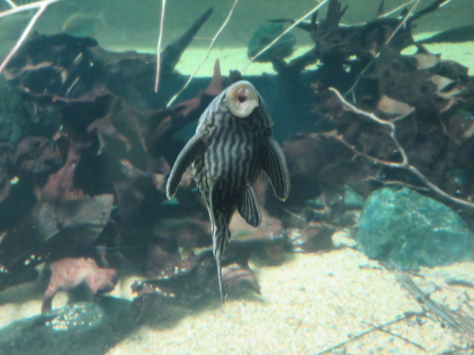 Amazonia - Unknown Species