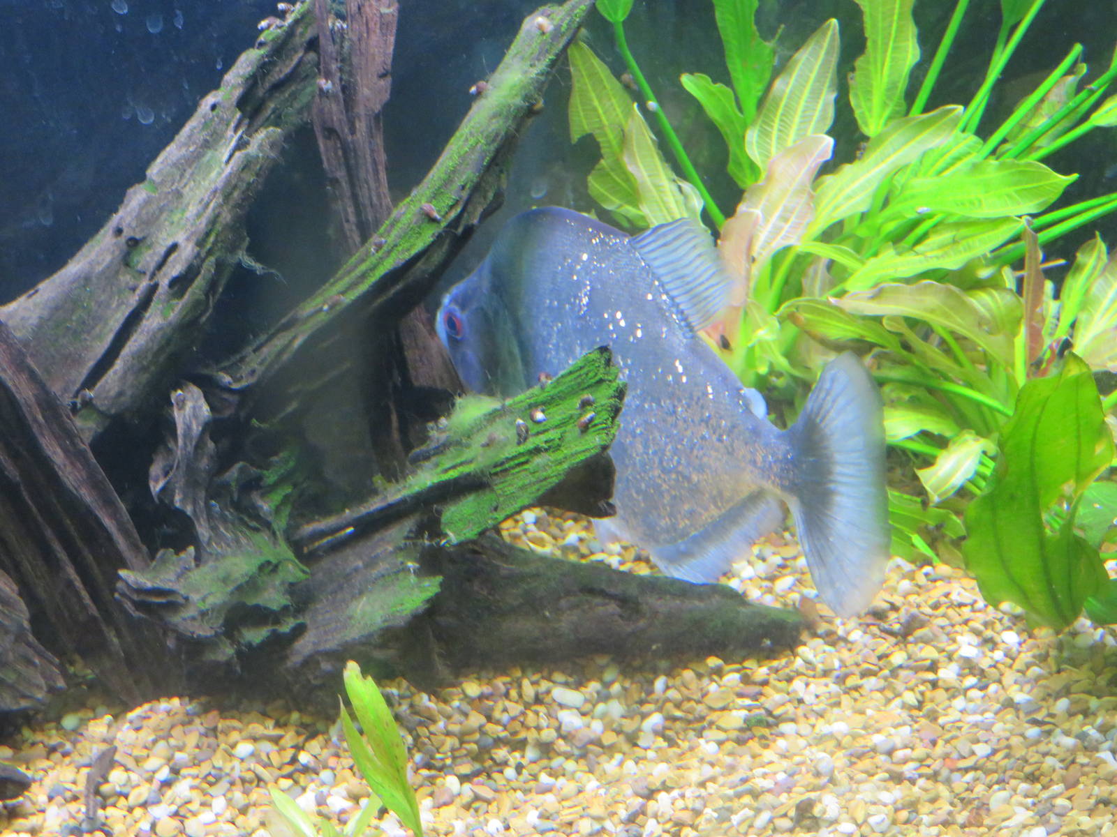 Amazonia - Unknown Species