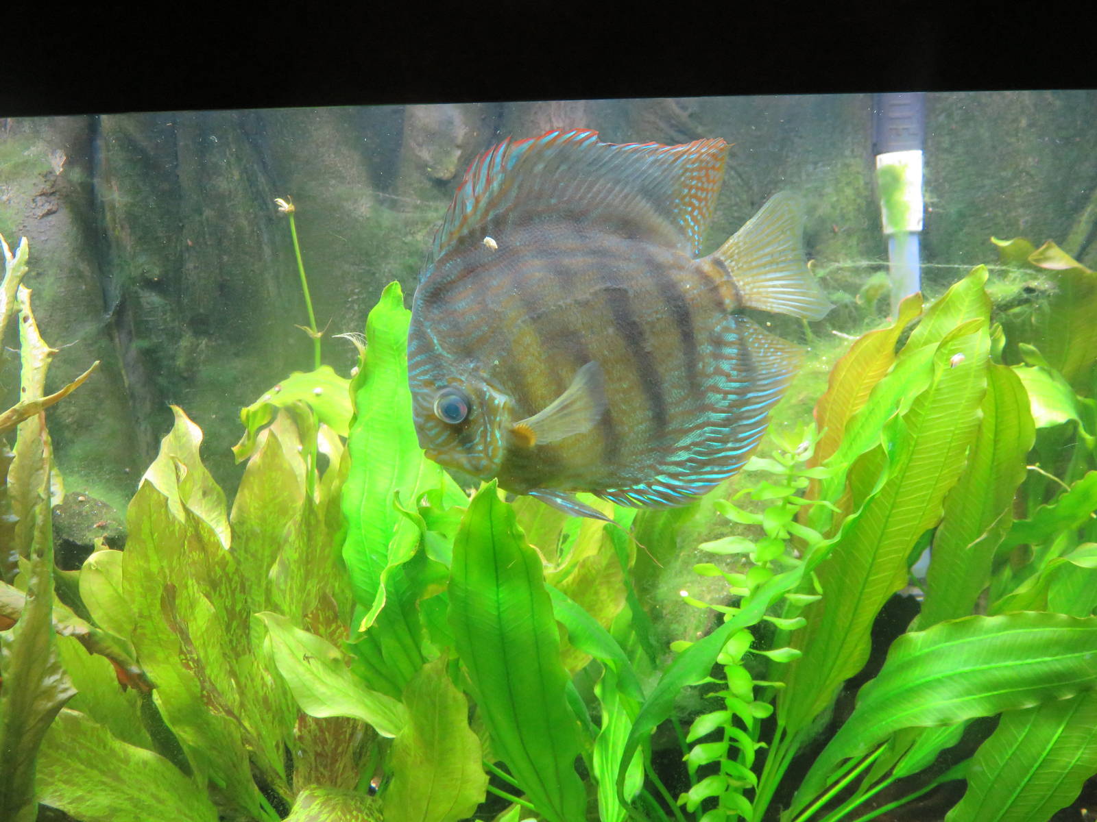 Amazonia - Unknown Species