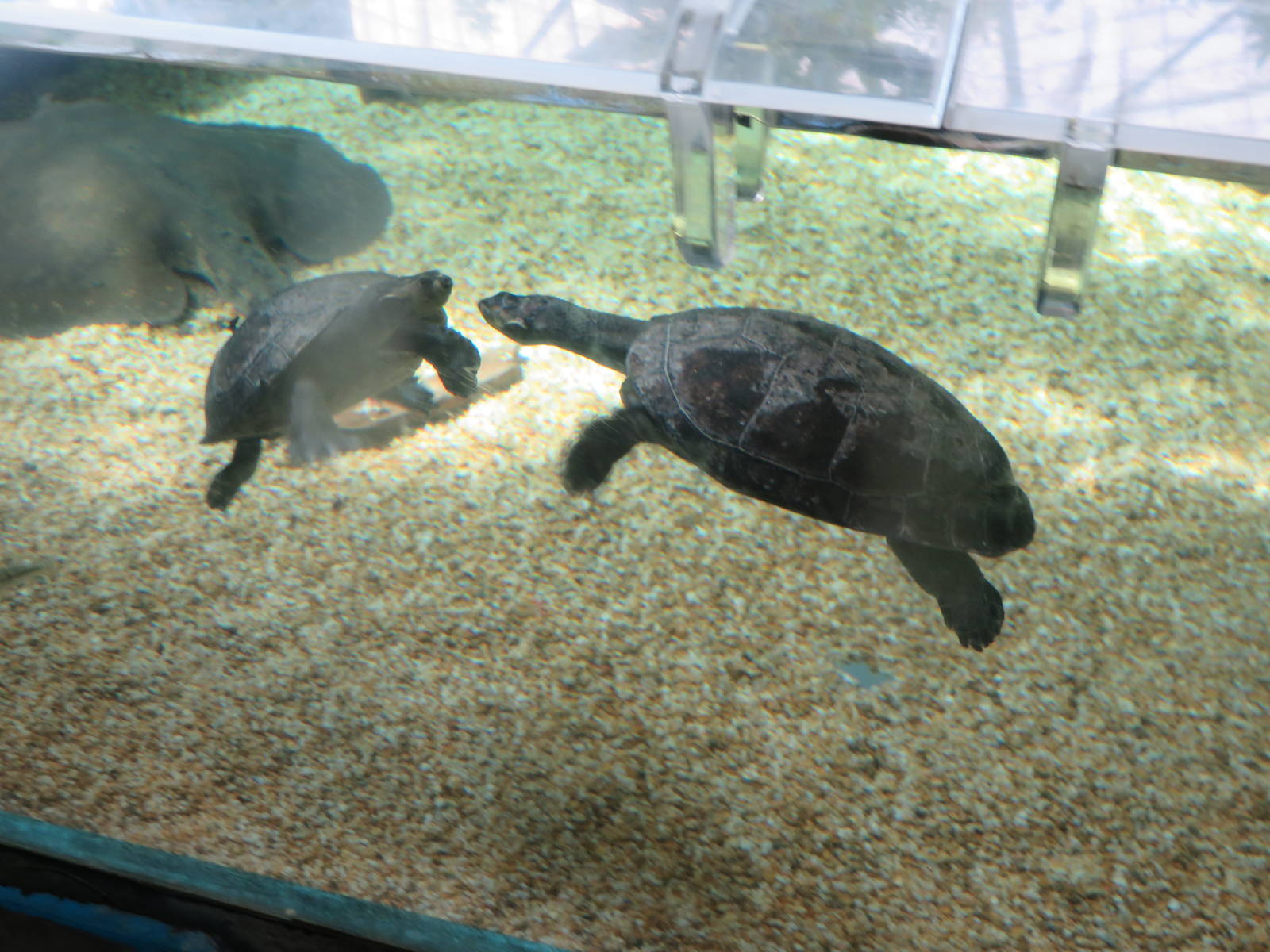 Amazonia - Unknown Turtle Species