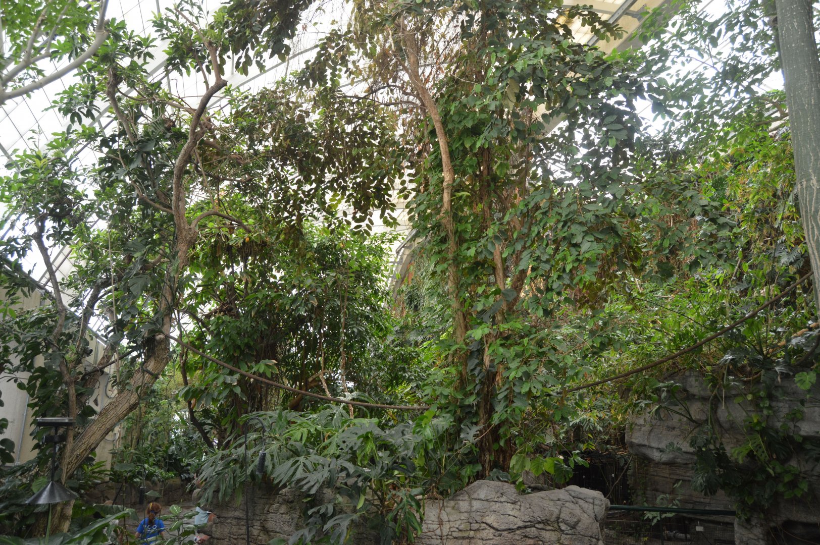 Amazonia  - Upper Rainforest