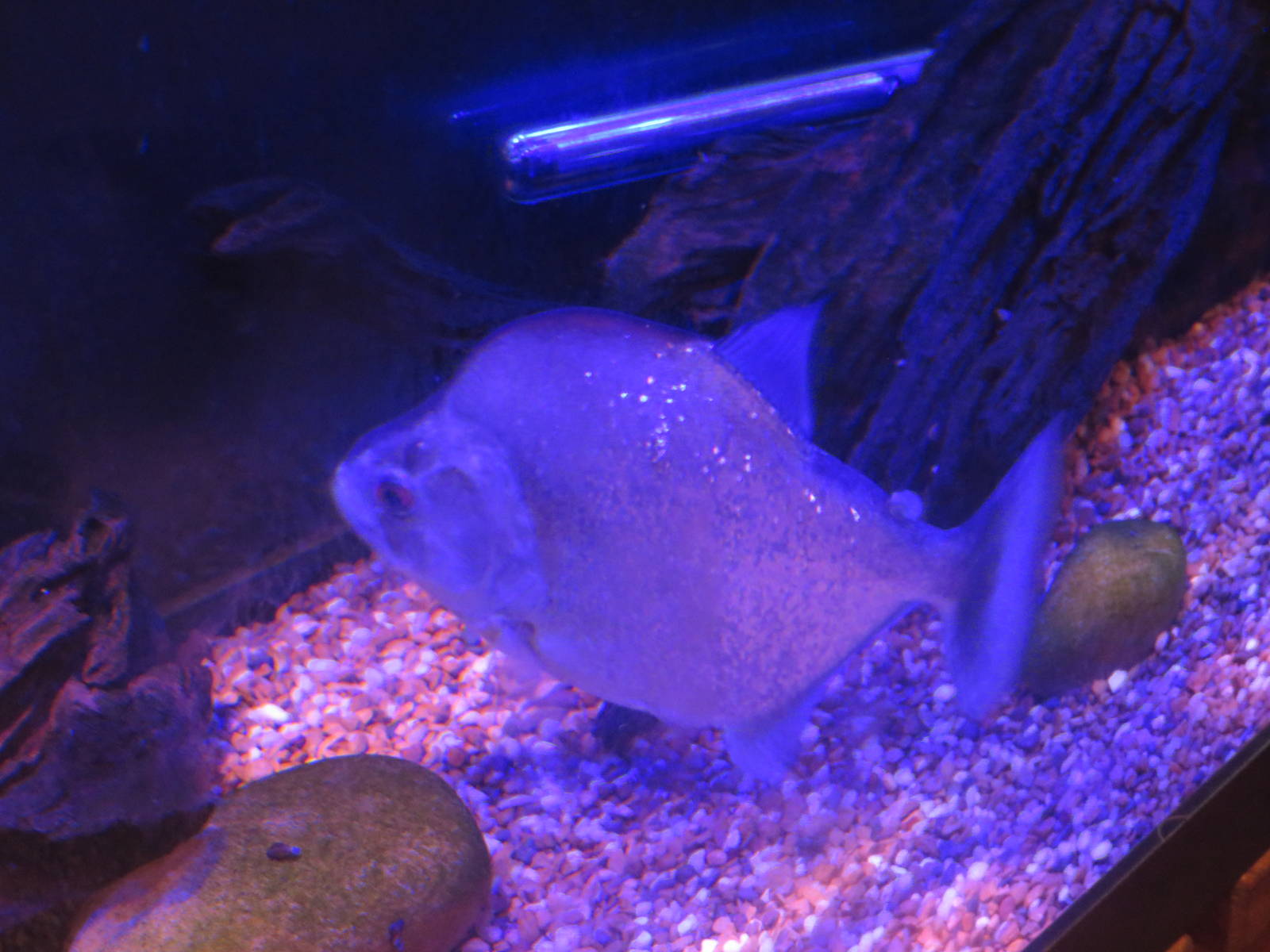 Amazonia - Violet line piranha