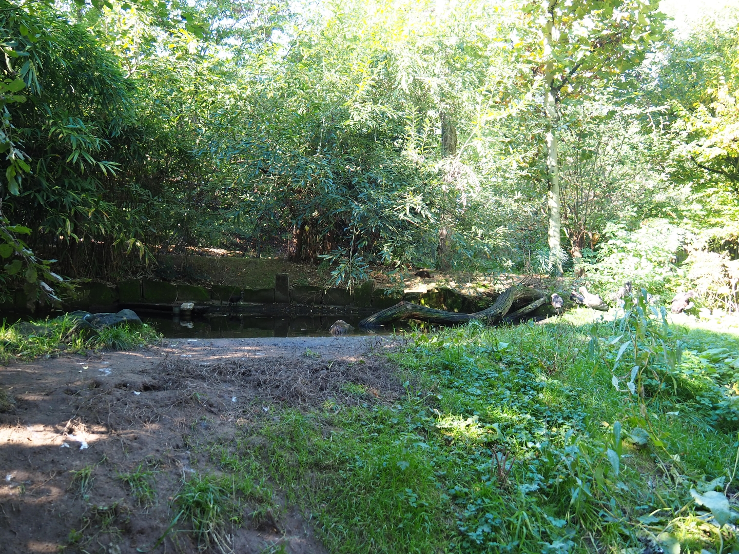 Amazonia walk-through aviary (Oct 13th, 2018)