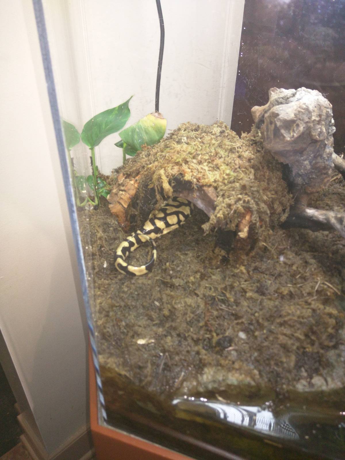 Amazonia - Western Tiger Salamander