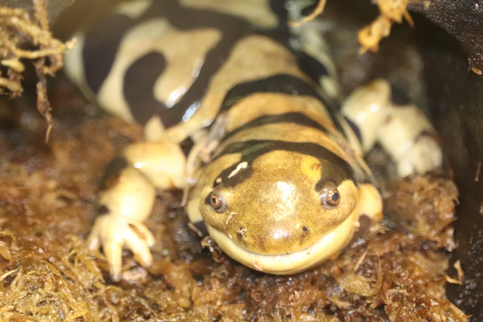Amazonia - Western Tiger Salamander