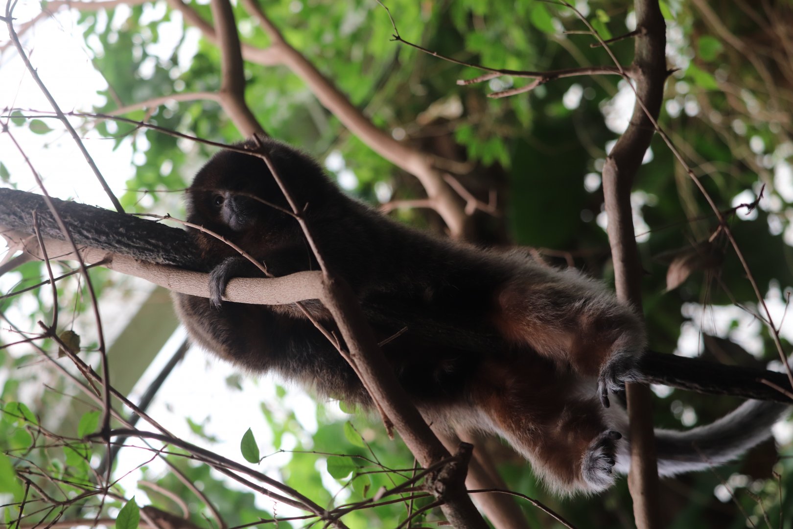 Amazonia - White-Eared titi Monkey - Henderson
