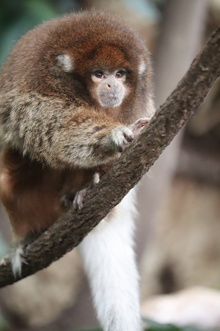 Amazonia - White-Eared Titi Monkey - Henderson