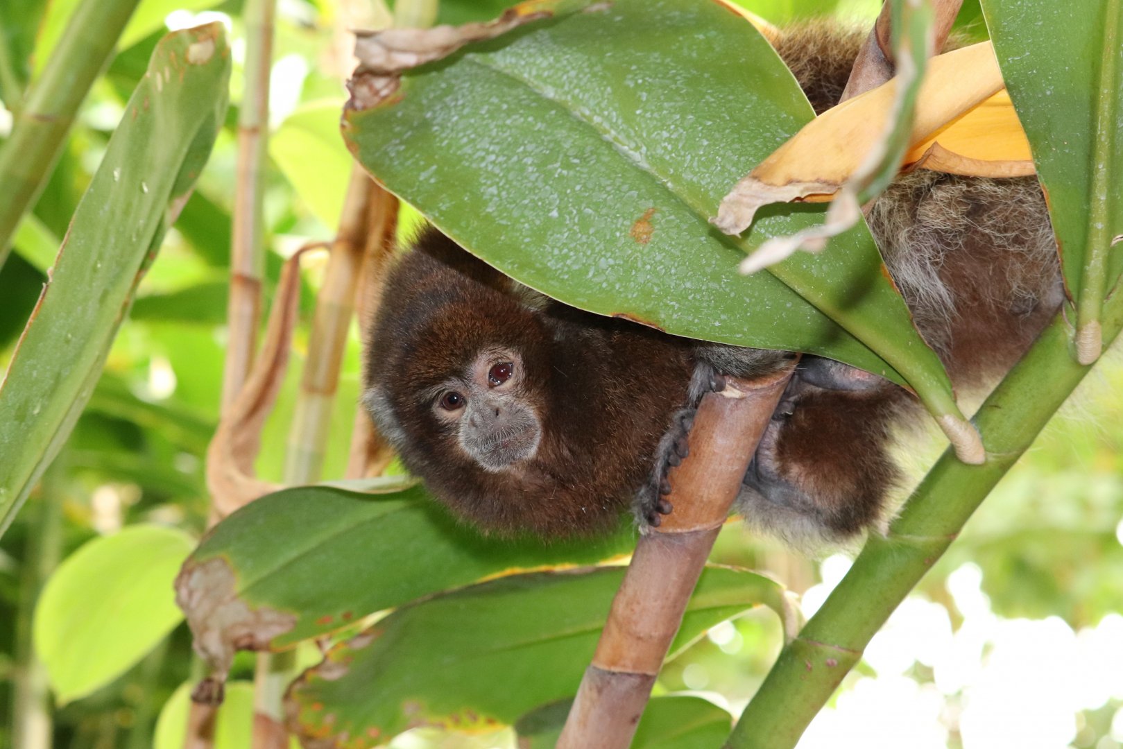 Amazonia - White-Eared Titi Monkey
