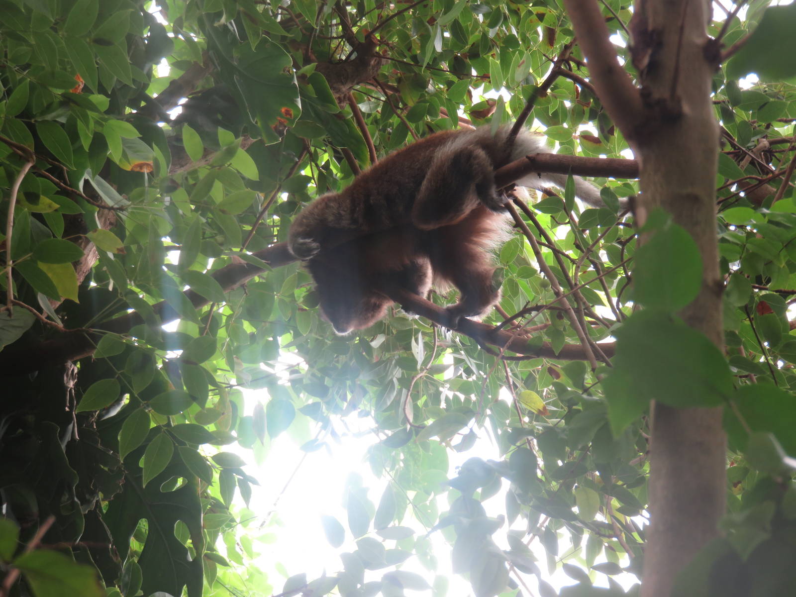 Amazonia - White-Eared TiTi